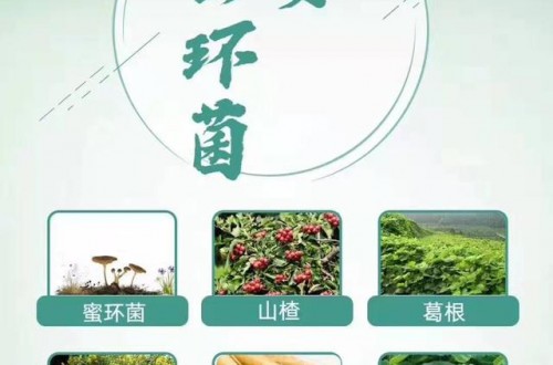 郁安蜜環(huán)菌，多重權(quán)威的除眩暈配方!