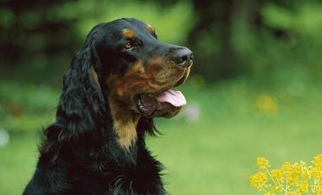 戈登雪達犬為何經?！案闫茐摹?？戈登雪達犬為何經常“搞破壞”？