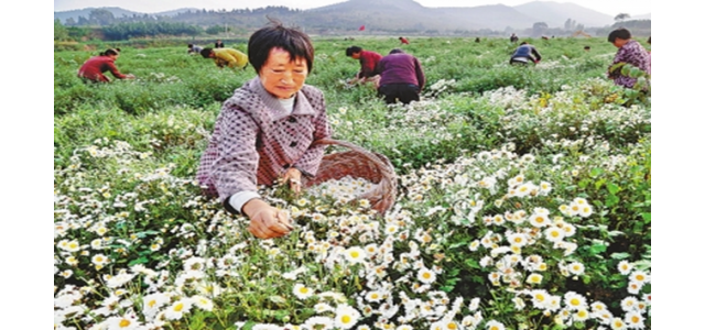 林州市茶店鎮“中國菊花之鄉”太行菊花